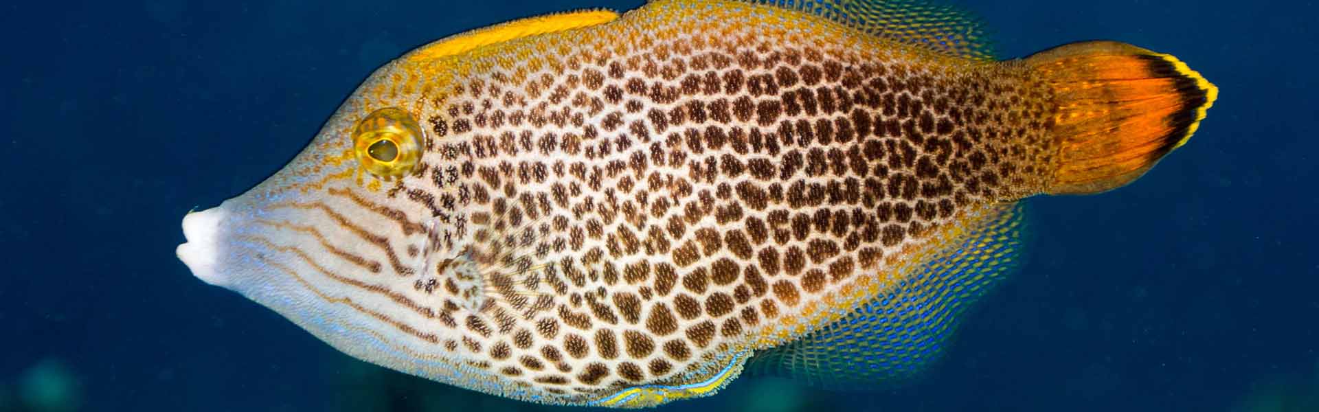 Randall's Filefish